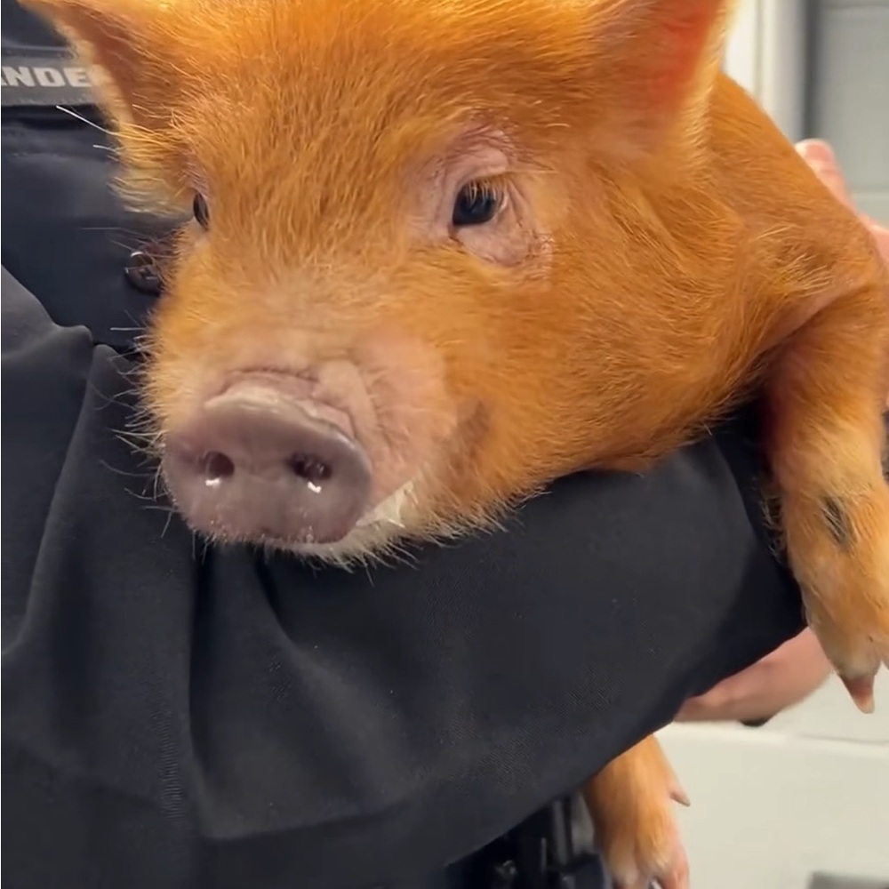 Meet your Posher, Micaela